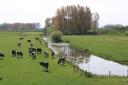 Weiland met koeien.jpg